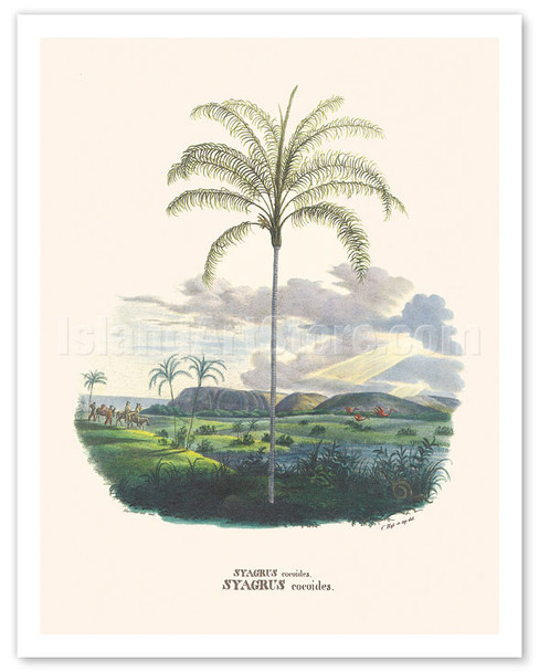 Jatá Palm Tree (Syagrus Cocoides) - Almeirim, Pará, Brazil