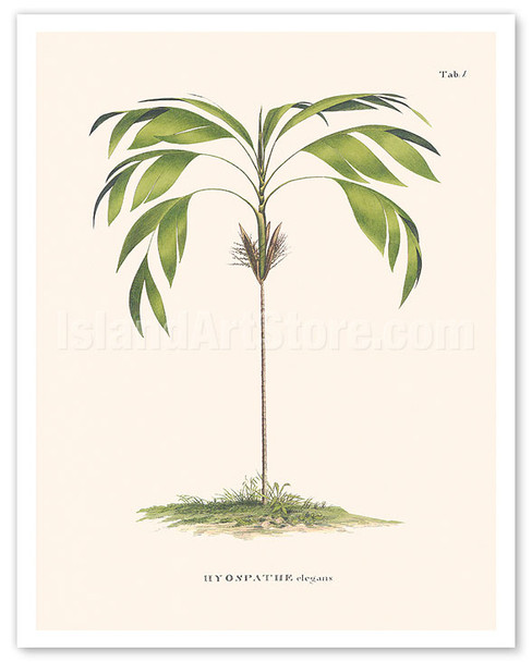 Evergreen Palm Tree (Hyospathe Elegans) - c. 1800's - Poster by Carl Friedrich Philipp von Martius