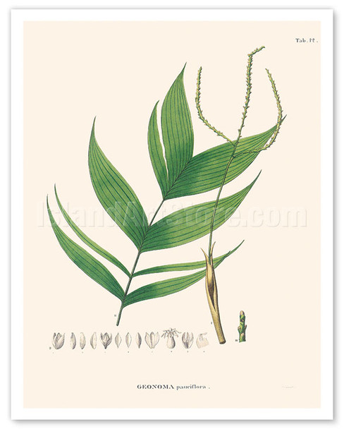 Ouricana Palm Tree Leaf (Geonoma Pauciflora) - c. 1820's - Poster by Carl Friedrich Philipp von Martius