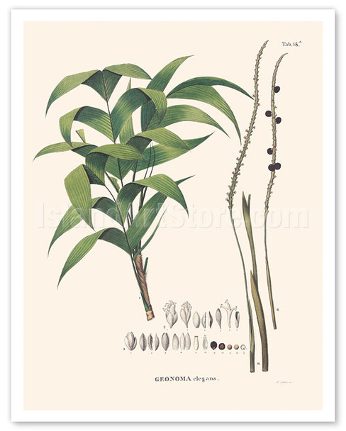 Ouricana Palm Tree Leaf & Root (Geonoma Pauciflora) - c. 1820's - Poster by Carl Friedrich Philipp von Martius