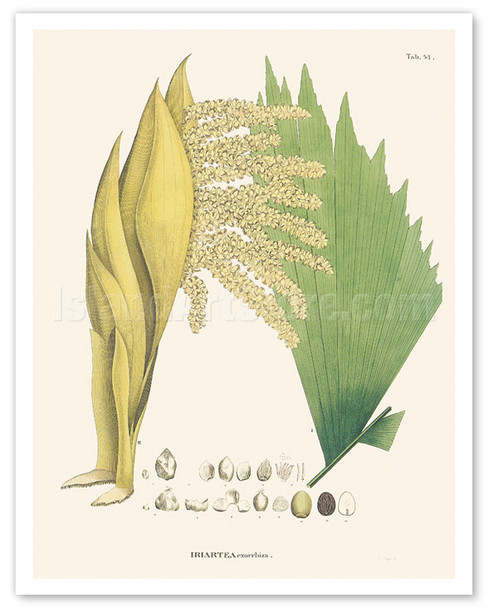 Walking Palm Tree (Socratea exorrhiza - Iriartea) - c. 1820's - Poster by Carl Friedrich Philipp von Martius