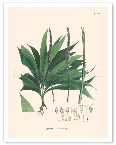 Palm Tree Leaf (Geonoma Macrostachys) - c. 1820's