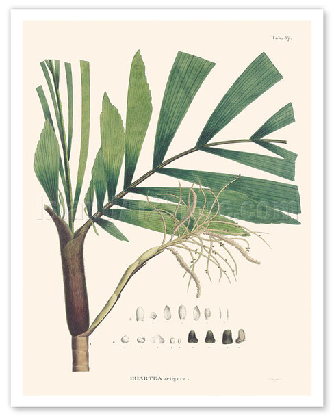 Palm Tree Leaf (Iriartella Setigera - Iriartea) - c. 1820's - Poster by Carl Friedrich Philipp von Martius