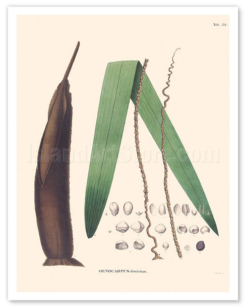 Palm Tree Leaf - Betel Nut Subfamily - (Oenocarpus Distichus) - c. 1820's - Poster by Carl Friedrich Philipp von Martius