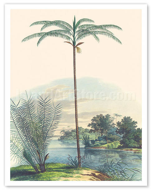 Bet Nut Subfamily Palms (Astrocaryum Acaule) (Oenocarpus Bataua) - c. 1820's - Poster by Carl Friedrich Philipp von Martius