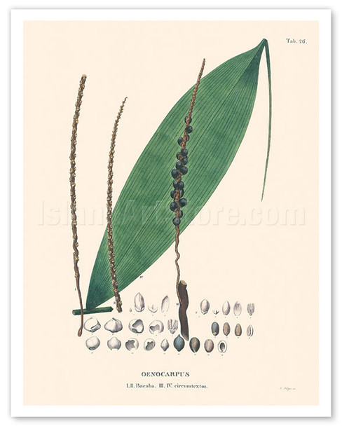Bacaba Palm Tree Leaf (Oenocarpus Bacaba - circumtextuz) - c. 1820's - Poster by Carl Friedrich Philipp von Martius