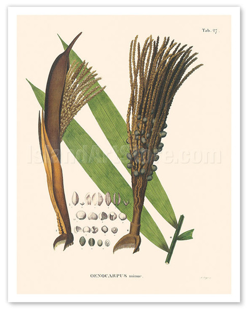 Milpesillo Palm Tree (Oenocarpus Minor) - c. 1820's - Poster by Carl Friedrich Philipp von Martius