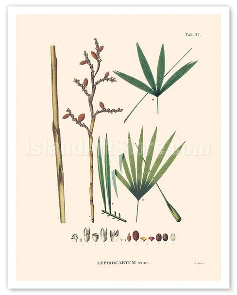 Irapay Palm Tree (Lepidocaryum Tenue) - Poster by Carl Friedrich Philipp von Martius