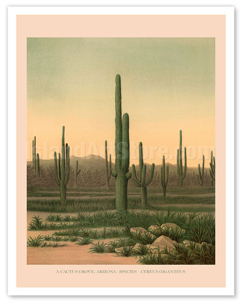Cactus Grove Arizona - Cereus Giganteus - c. 1871