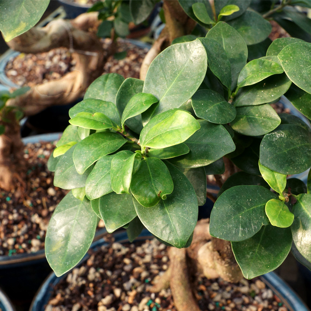 Ginseng Grafted Ficus - CT0113GF
