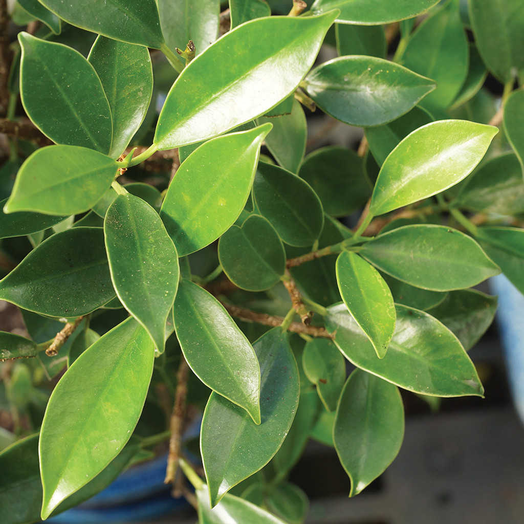 Golden Gate Ficus small Ficus microcarpa