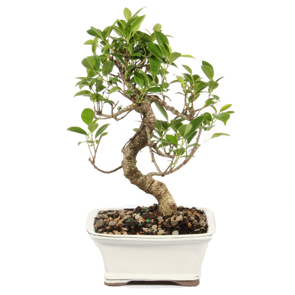 Small Golden Gate Ficus in a cermaic container 