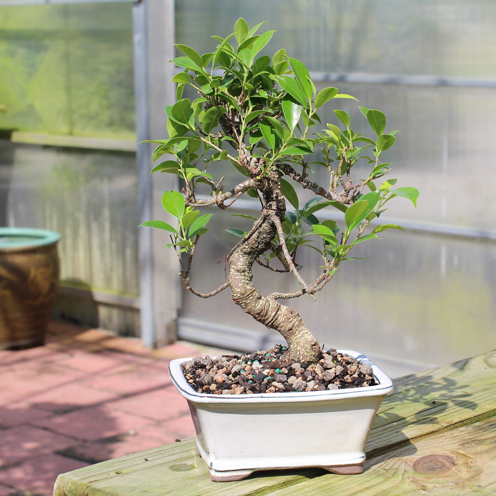 Golden Gate Ficus small bonsai 