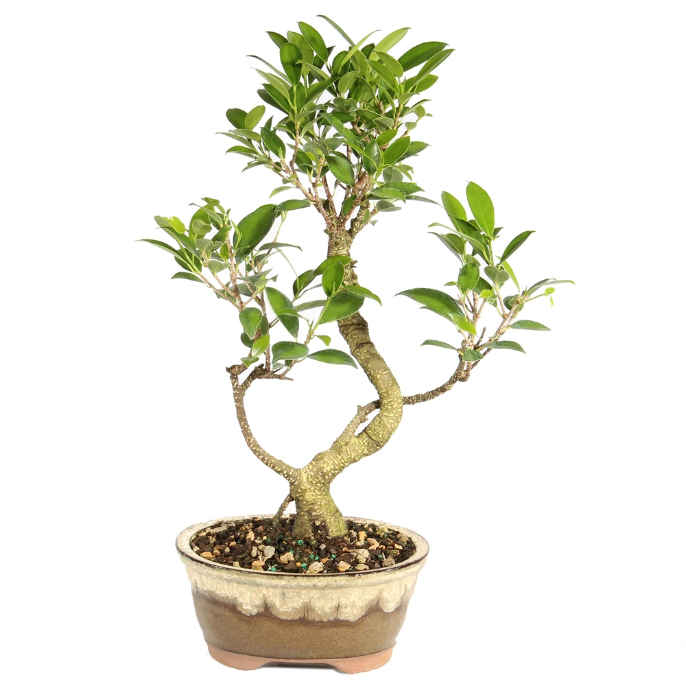 Golden Gate Ficus in a bonsai container 
