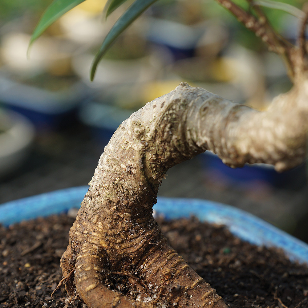 Golden Gate Ficus medium Ficus microcarpa trunk view 