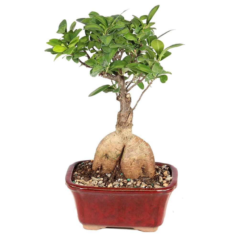 Ginseng Grafted Ficus in a bonsai container 