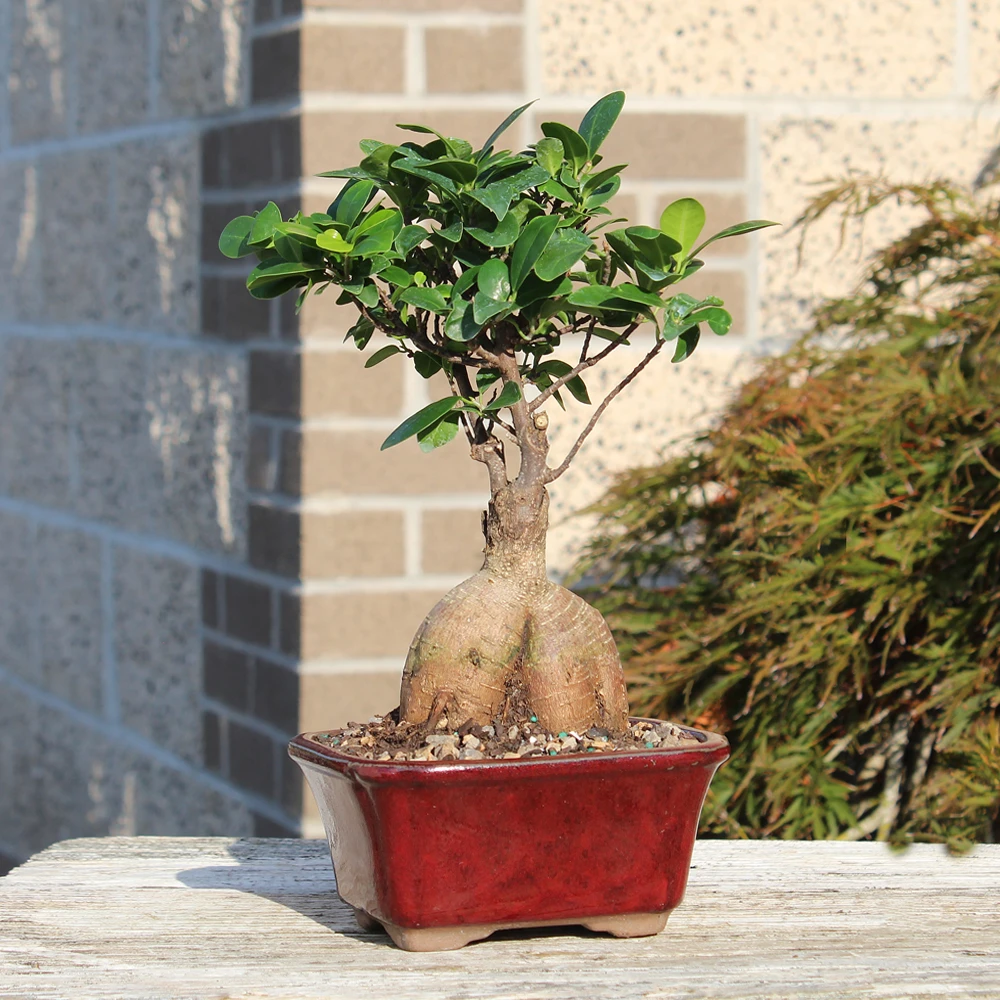 Ginseng Grafted Ficus small