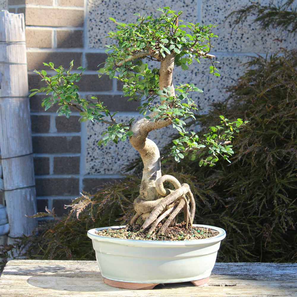 Chinese Elm bonsai tree 