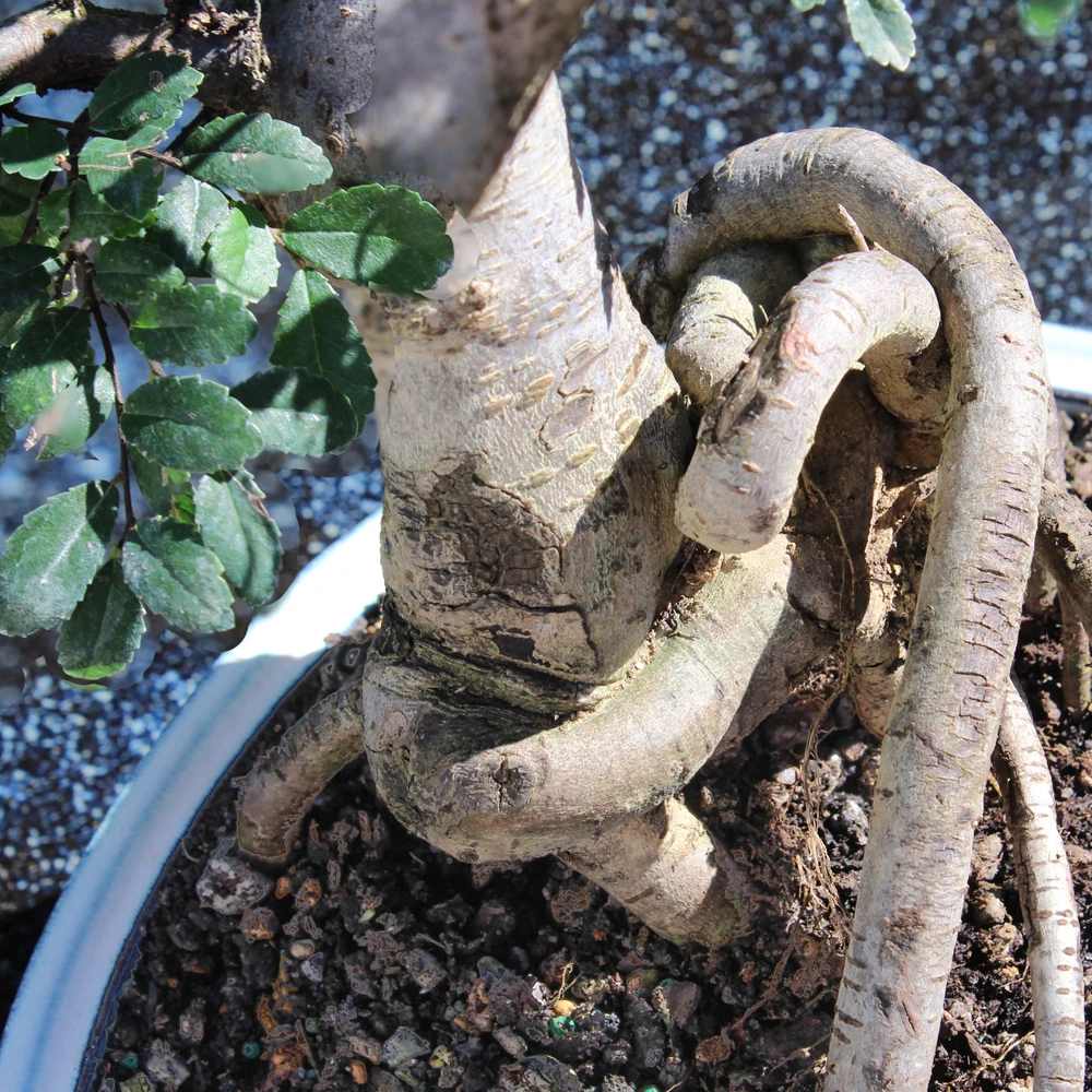 Detailed view of a bonsai tree's roots, highlighting its unique structure and vibrant green leaves.