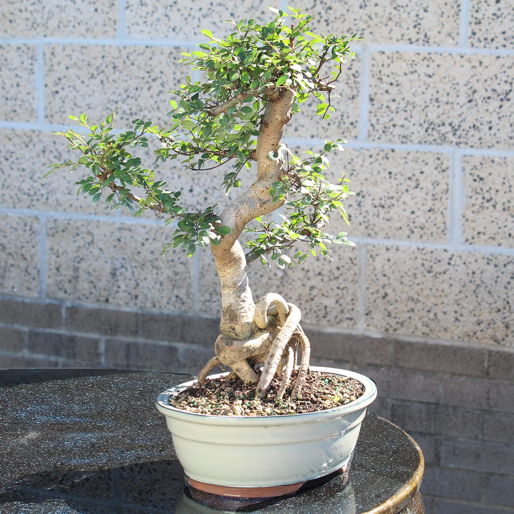 Chinese Elm large outdoor tree 