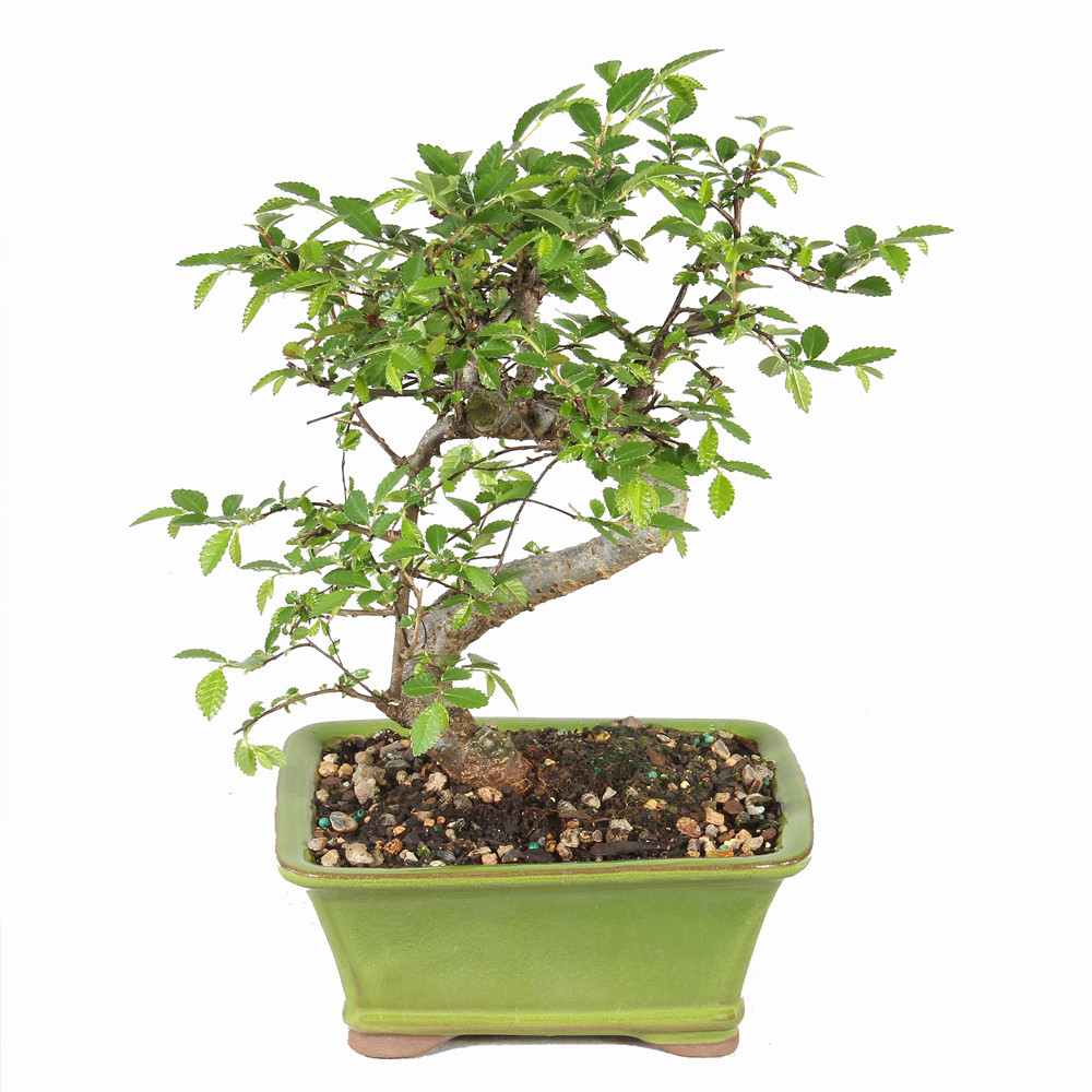 Chinese Elm back view 