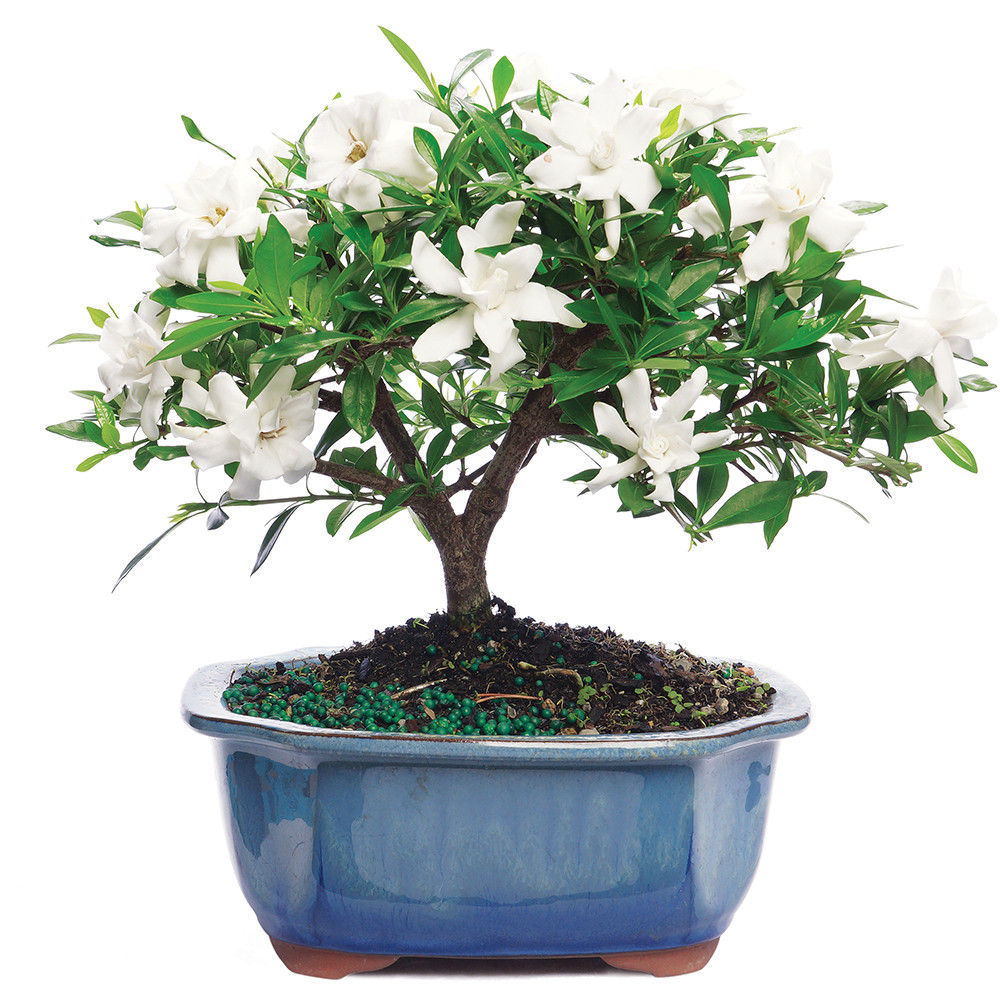 Gardenia bonsai in bloom 