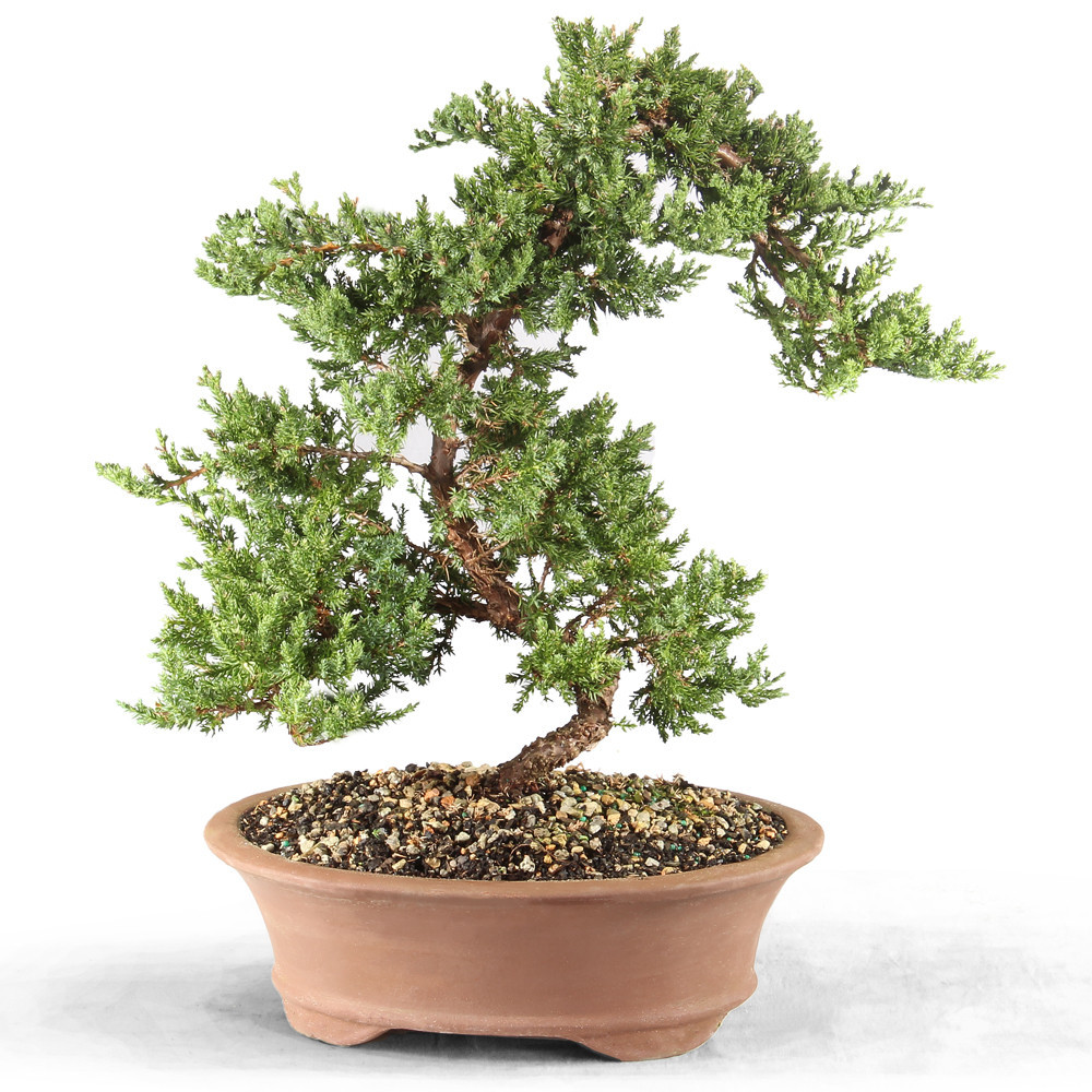 Green Mound Juniper extra large in Bonsai pot