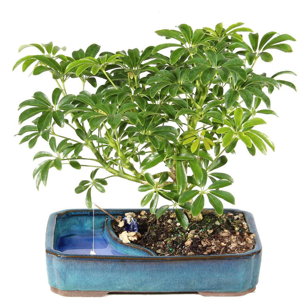 Hawaiian Umbrella in a bonsai container 