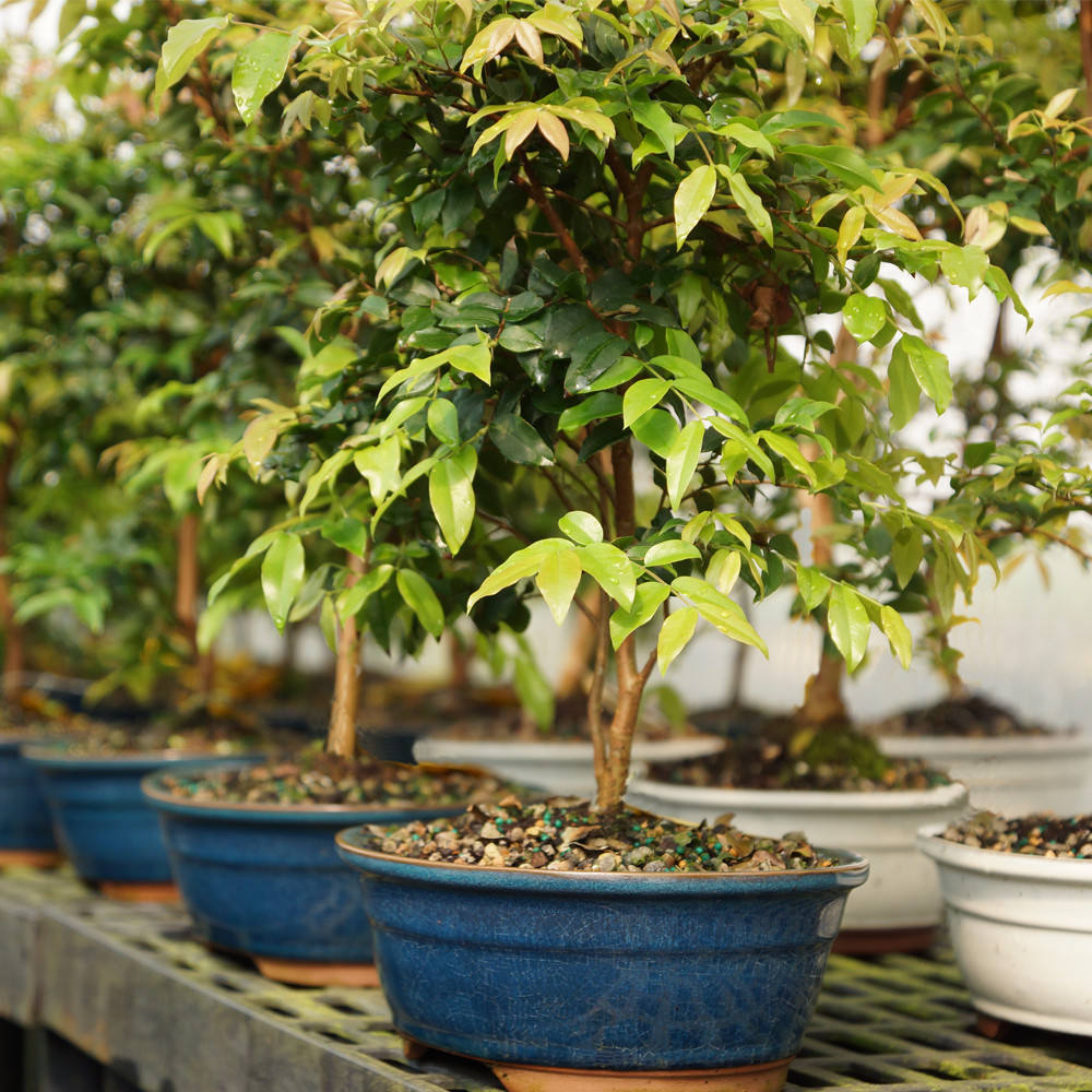 Jaboticaba (Myriciaria Cauliflora) Indoor Bonsai. - Brussel's Bonsai