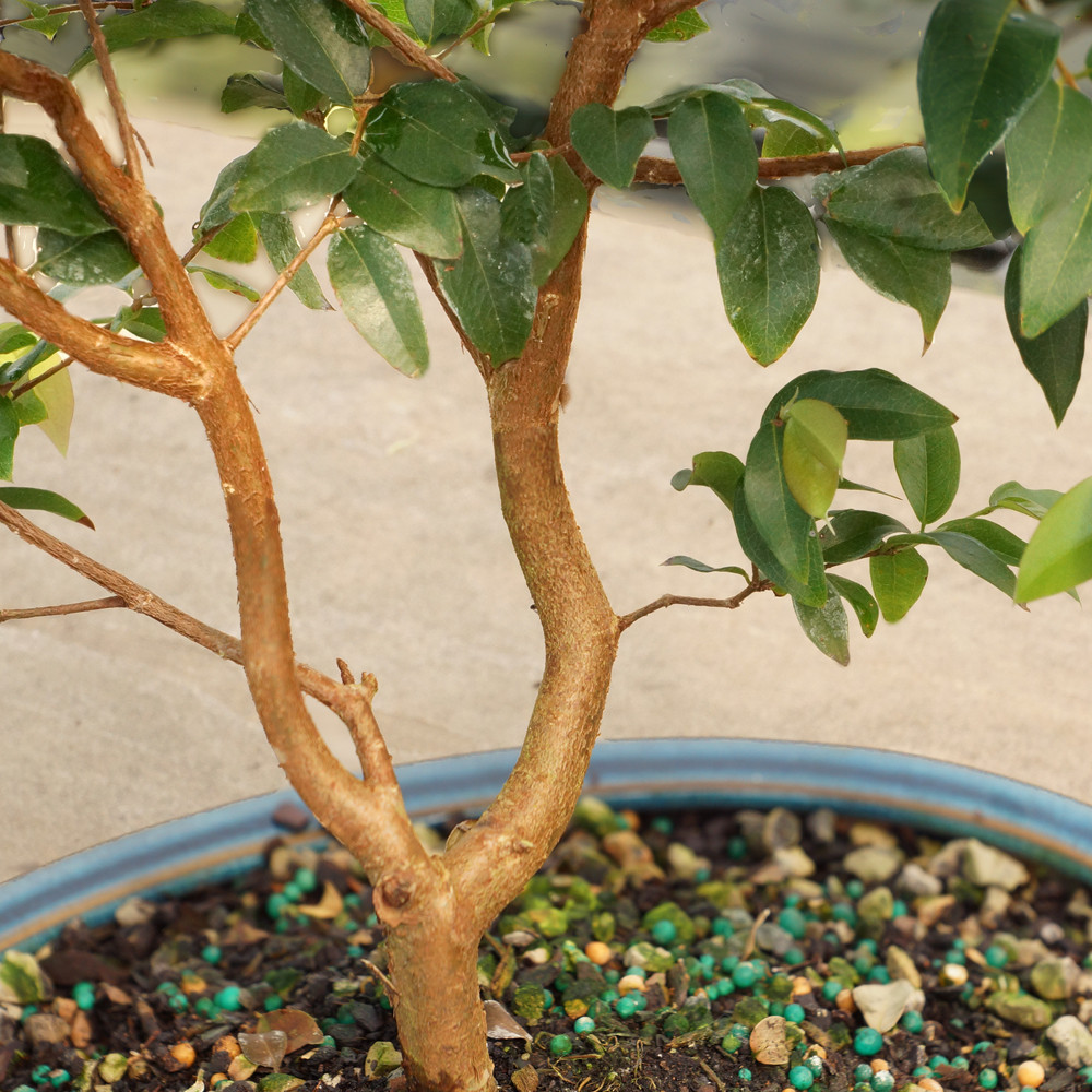 Jaboticaba (Myriciaria Cauliflora) Indoor Bonsai. - Brussel's Bonsai