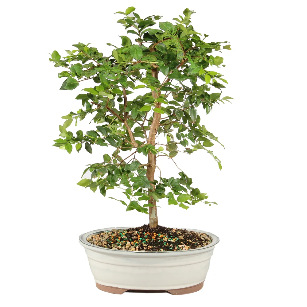 Jaboticaba in a bonsai container