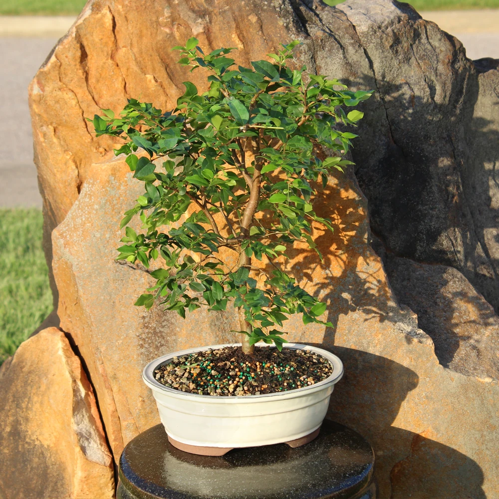 Jaboticaba in an outdoor setting