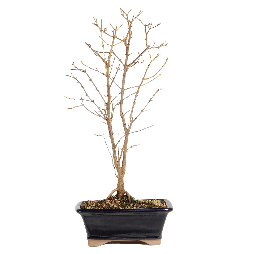 Trident Maple in dormant season
