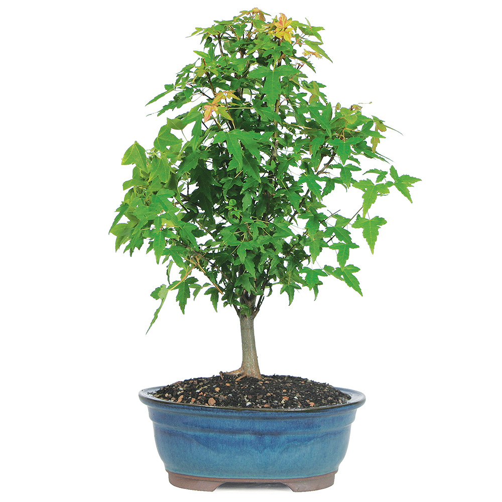 Trident Maple (Acer Burgerianum) Outdoor Bonsai - Brussel's Bonsai