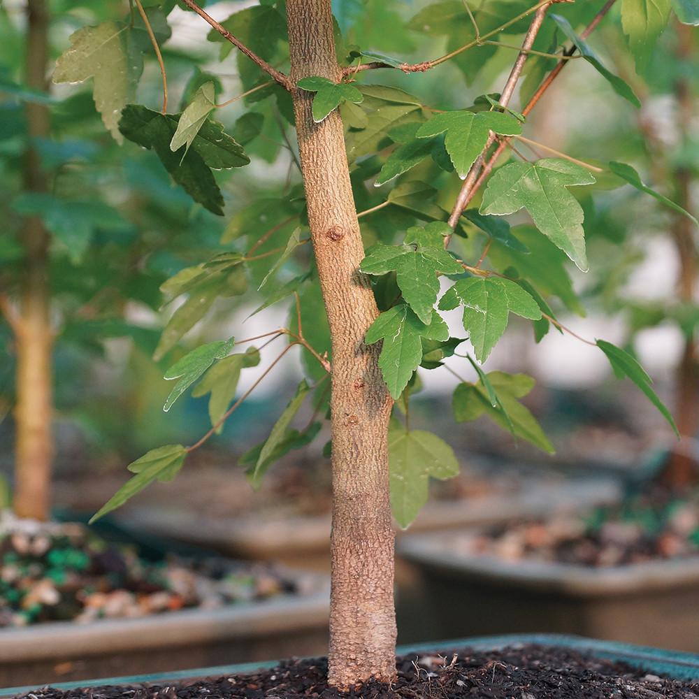 Trident Maple (Acer Burgerianum) Outdoor Bonsai - Brussel's Bonsai