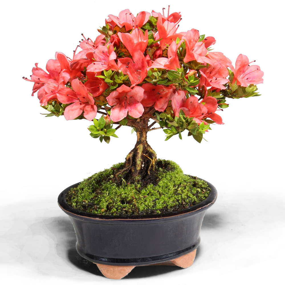 BONSAI出品 Outdoor bonsai - Rhododendron indicum - Japanese azalea - e-bonsai.com