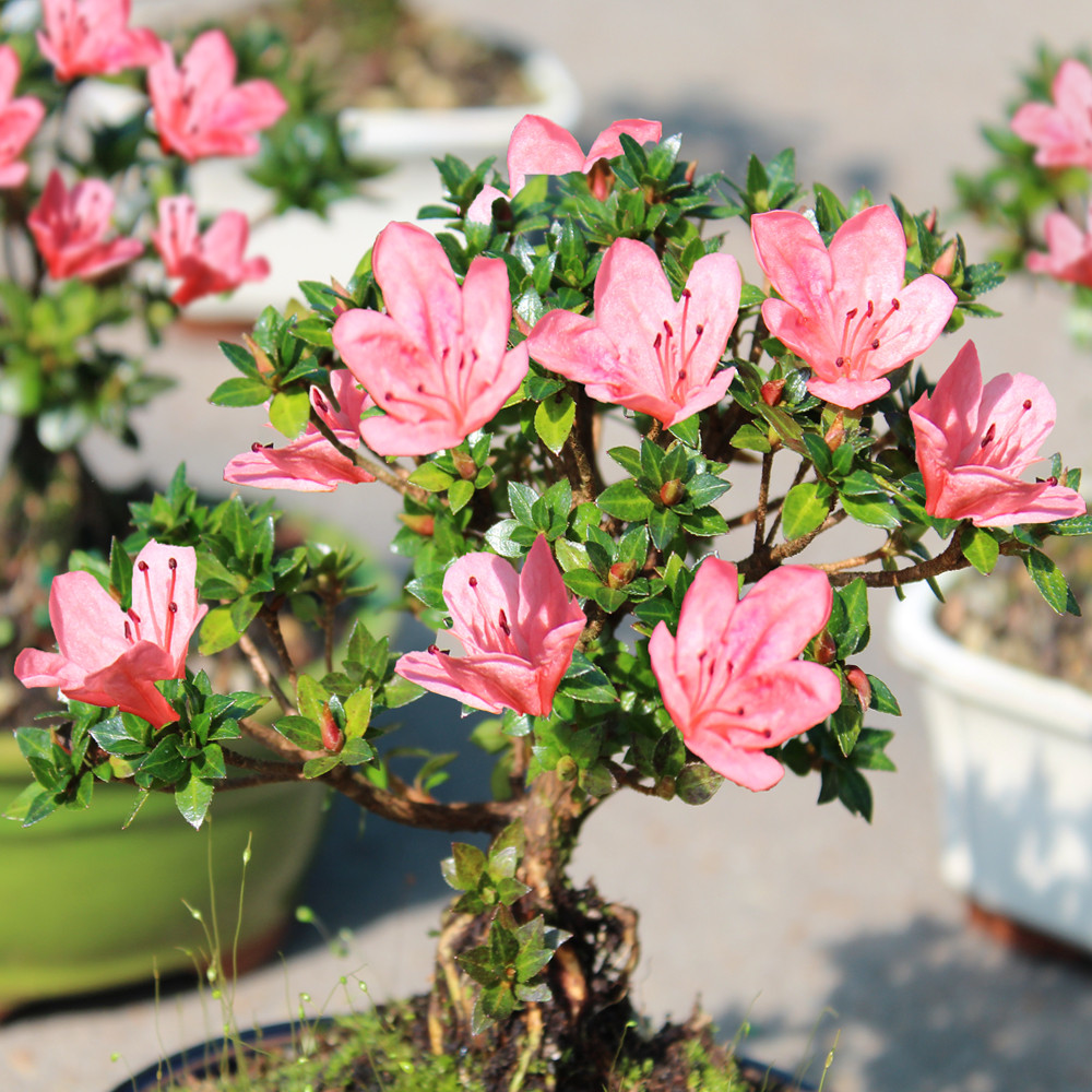 Satsuki Azalea (Rhododendron Indicum) Outdoor Bonsai. - Brussel's