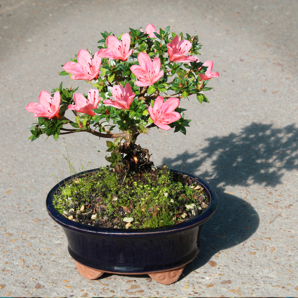 Satsuki Azalea (Rhododendron Indicum) Outdoor Bonsai. - Brussel's