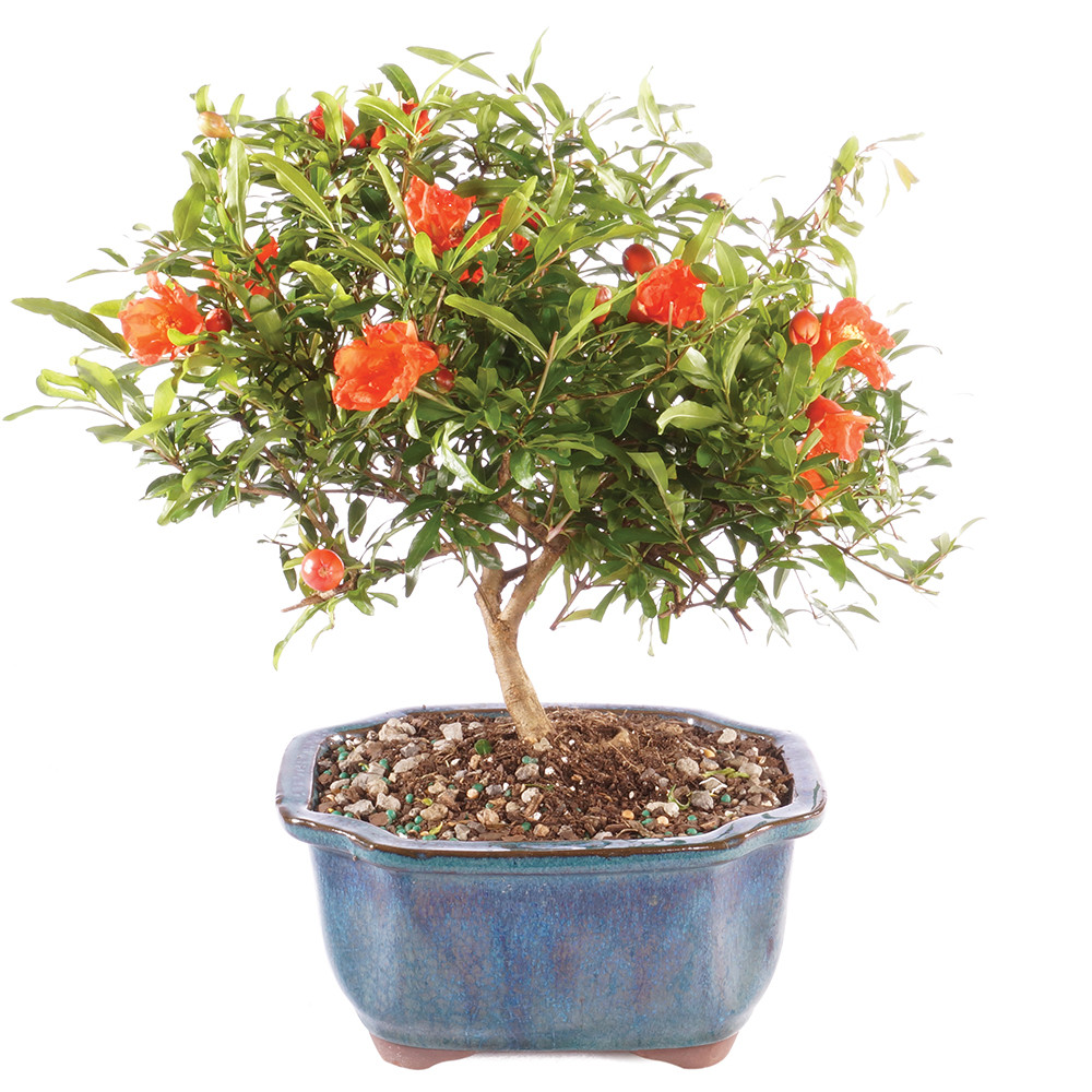 Pomegranate with orange blooms 