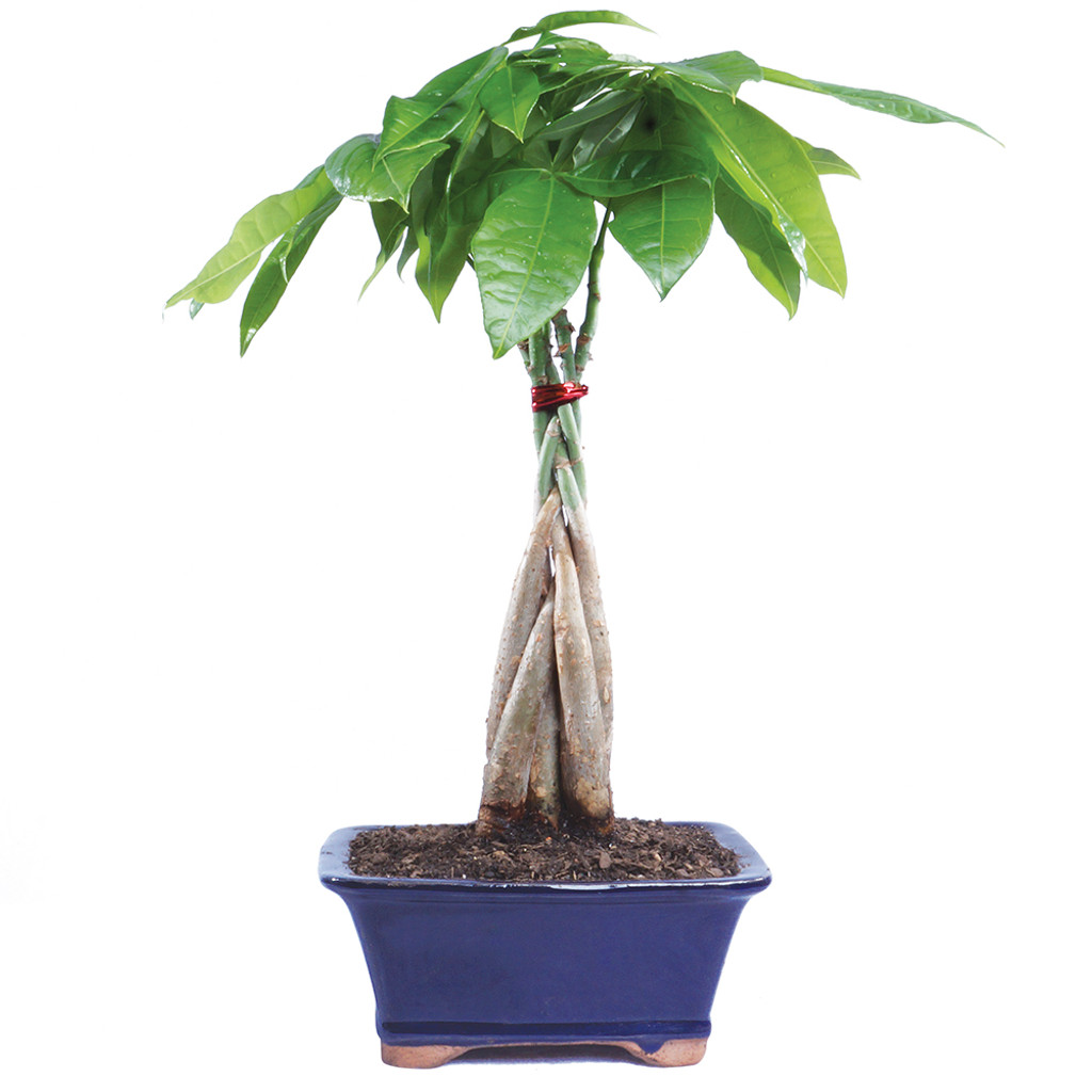  Bonsai Money Trees in the year 2023 Learn more here 