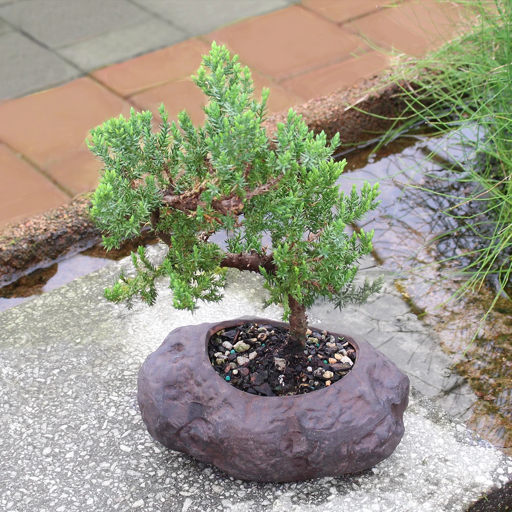 Green Mound Juniper small in Rock Pot Juniperus procumbens