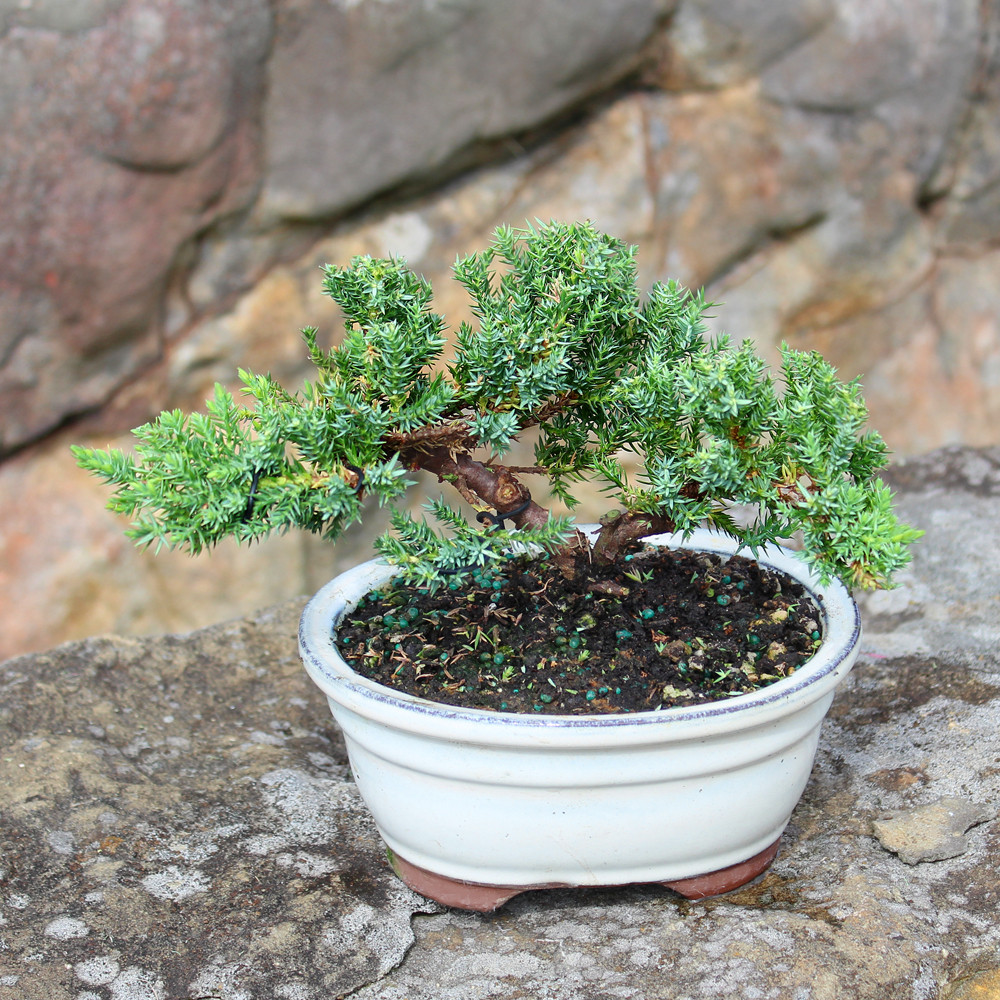 BONSAI出品 Green Mound Juniper (Procumbens Nana) Outdoor Bonsai 4-6