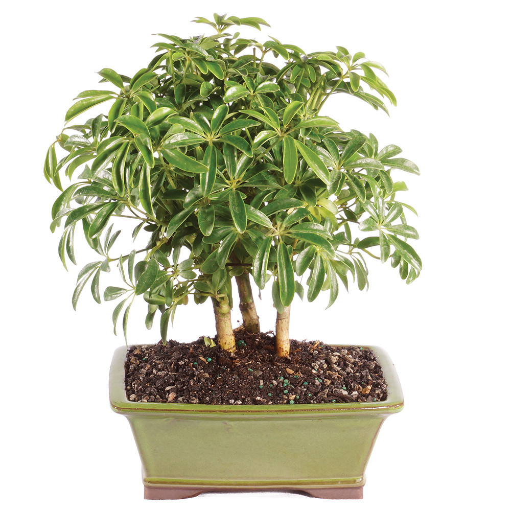 Hawaiian Umbrella Bonsai 