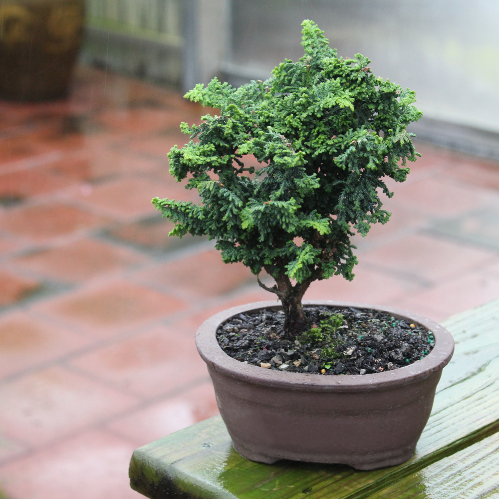 a small tree in a pot