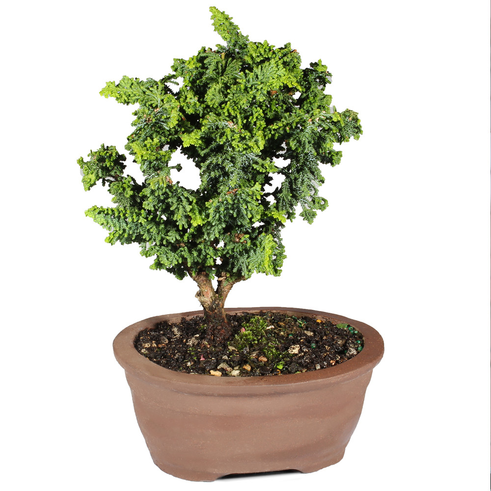 HiNoKaページです♪ Hinoki Cypress (Chamaecypris obtusa) 'Sekka' Outdoor Bonsai