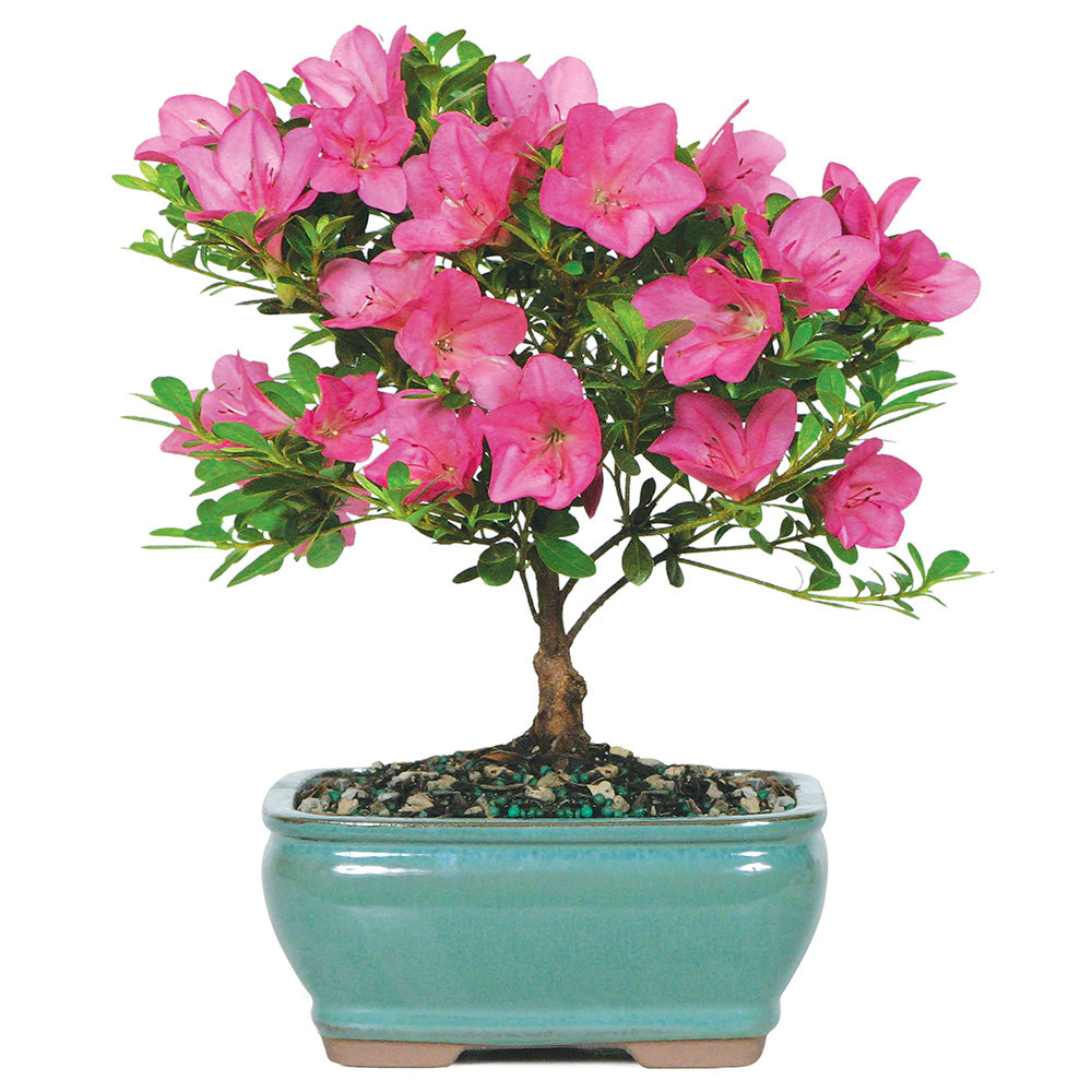 Satsuki Azalea (Rhododendron Indicum) Outdoor Bonsai - Brussel's Satsuki Azalea (Rhododendron Indicum) Outdoor Bonsai - Brussel's