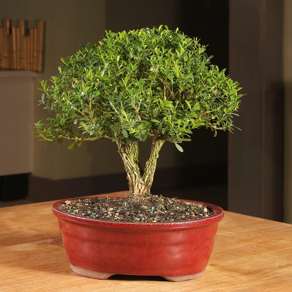 Large Harland Boxwood in a ceramic container