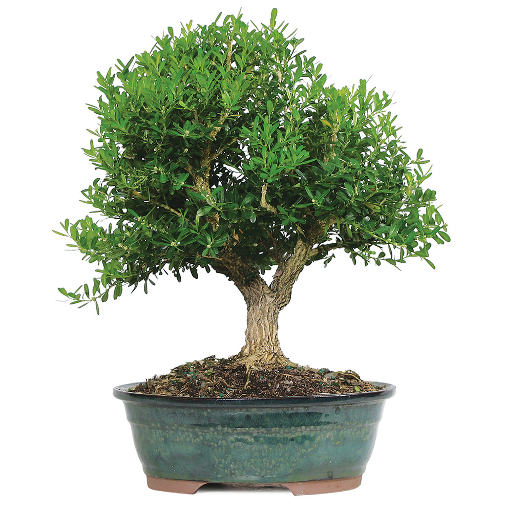 Large Size Harland Boxwood Bonsai Tree