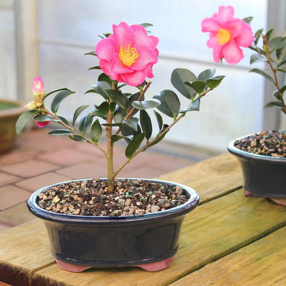 Camellia in bloom 