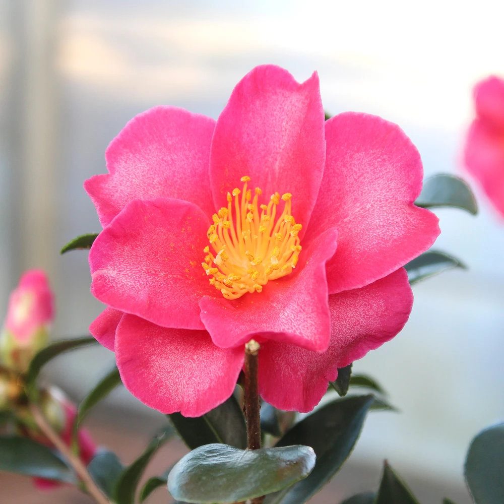 A close-up of camellia japonica 'Sakura' flowers, featuring soft pink petals and rich green foliage in the background
